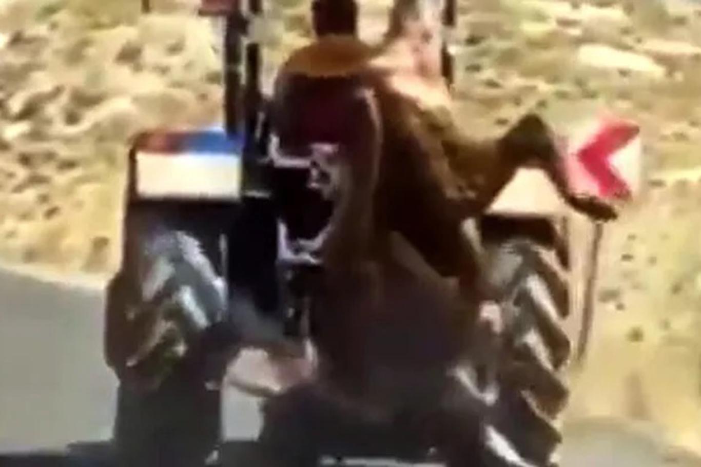 Kurban edeceği ineği, traktörün arkasına asarak götürdü